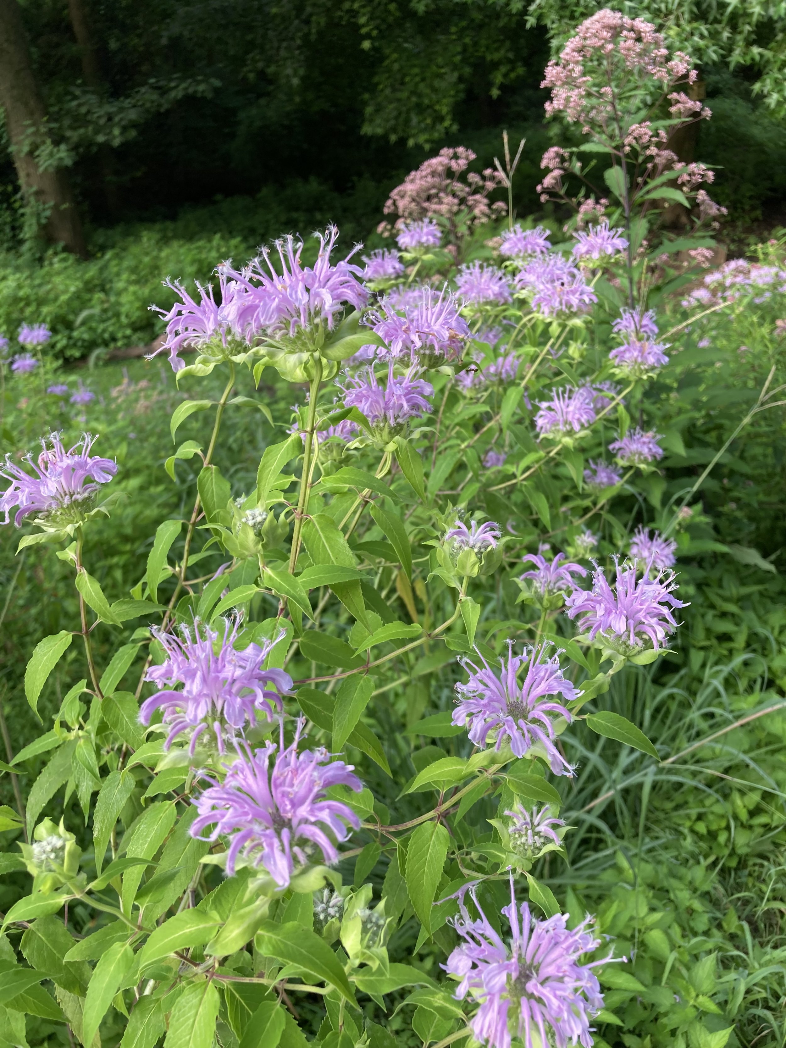 Wild bergamot Cresheim meadow.jpg