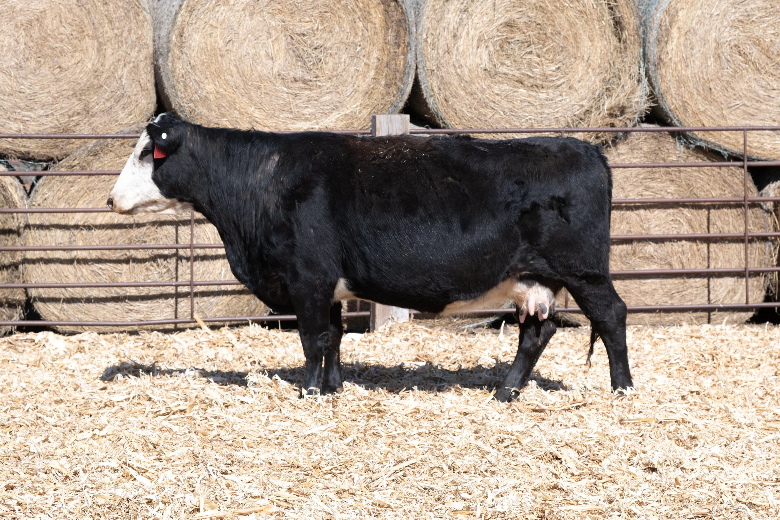 BDCC Empress 8050U-922