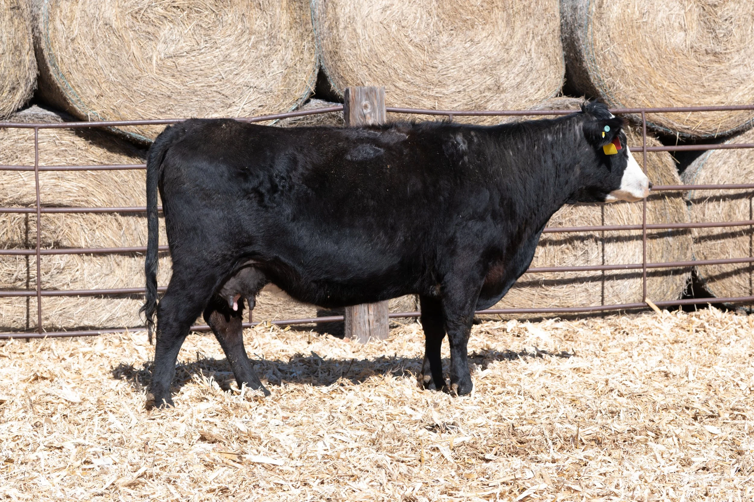 BDCC Empress 8050U-712 ET