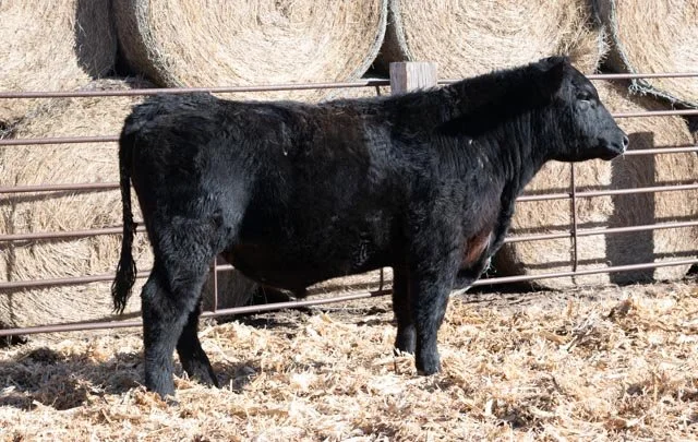 Casino Broadcast X130