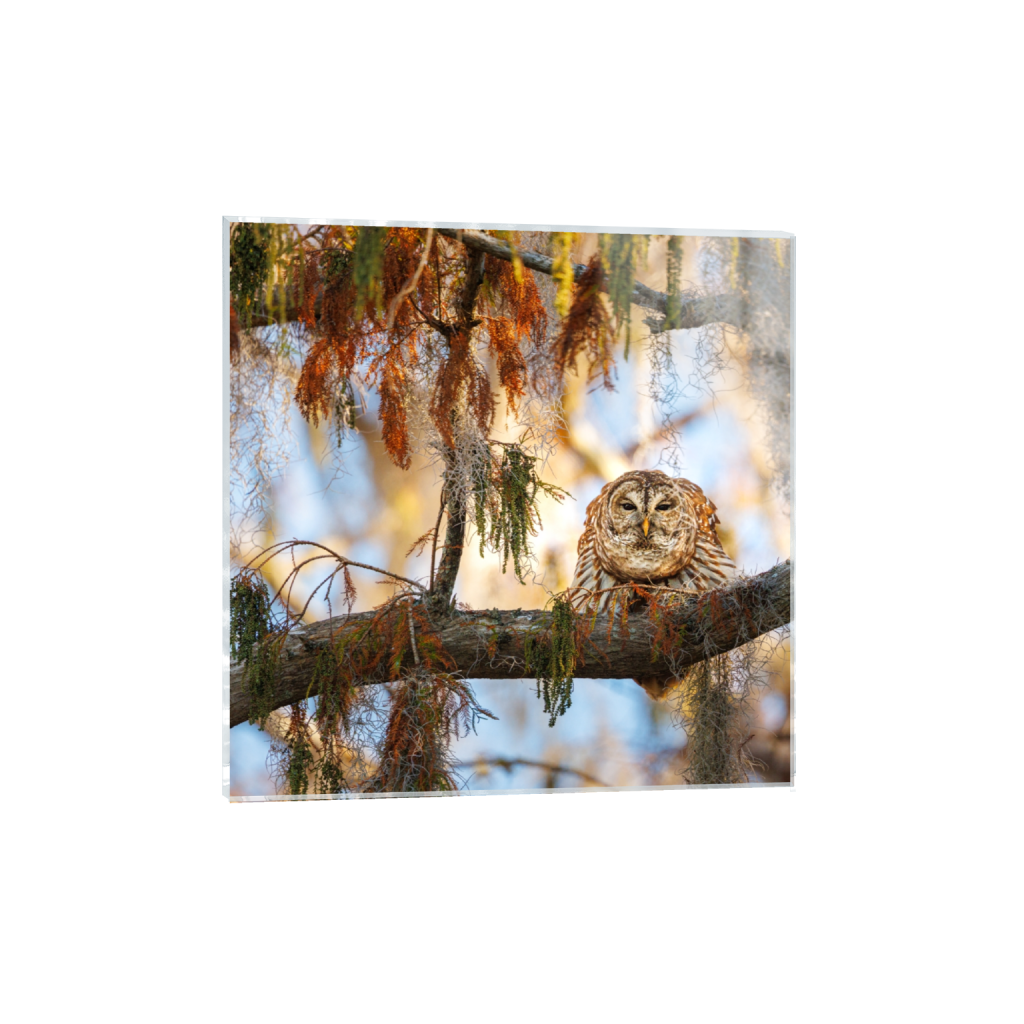acrylicprint_square_583_0_4666_4666_0_false_ffffff_0_0.png