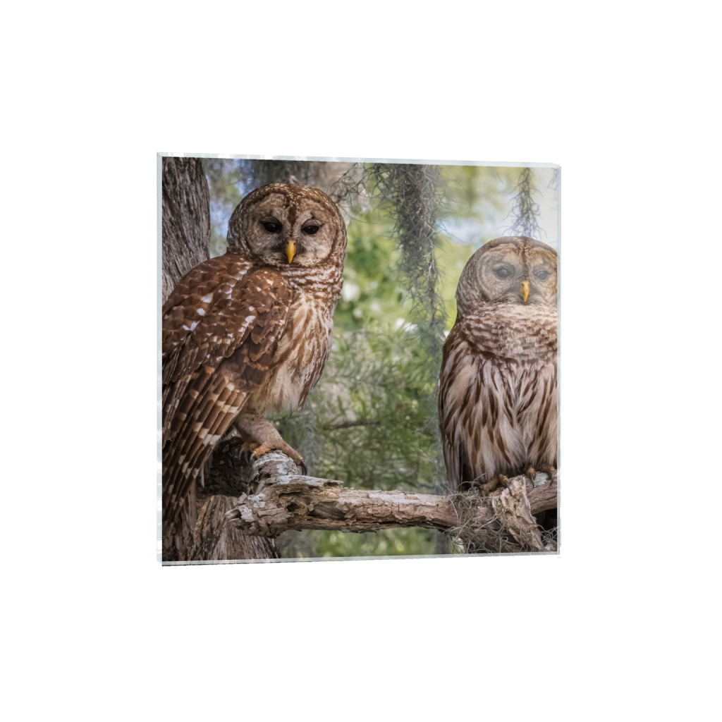 acrylicprint_square_729_0_2983_2983_0_false_ffffff_0_0.png