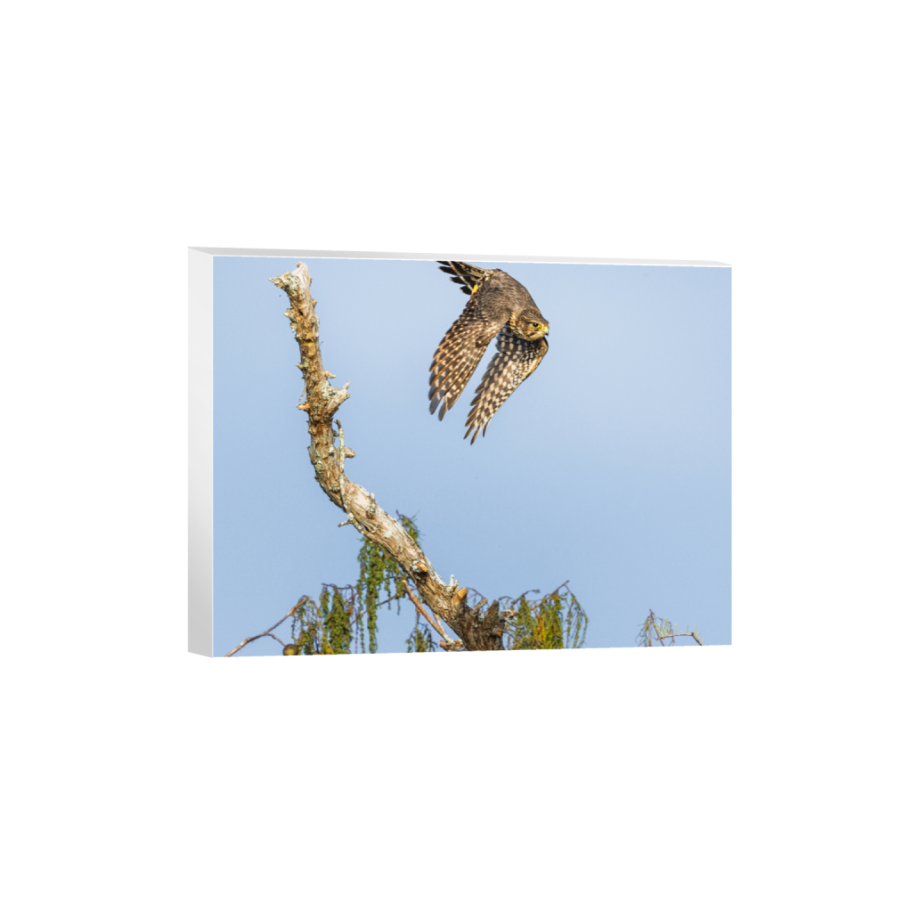 canvas_rectangle3_4_0_423_3386_2539_0_false_ffffff_0_0.png