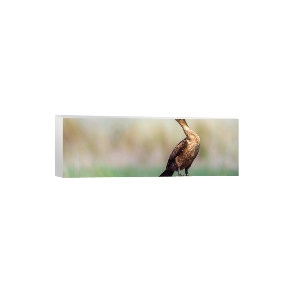canvas_rectangle1_3_0_899_5390_1796_0_false_ffffff_0_0.png