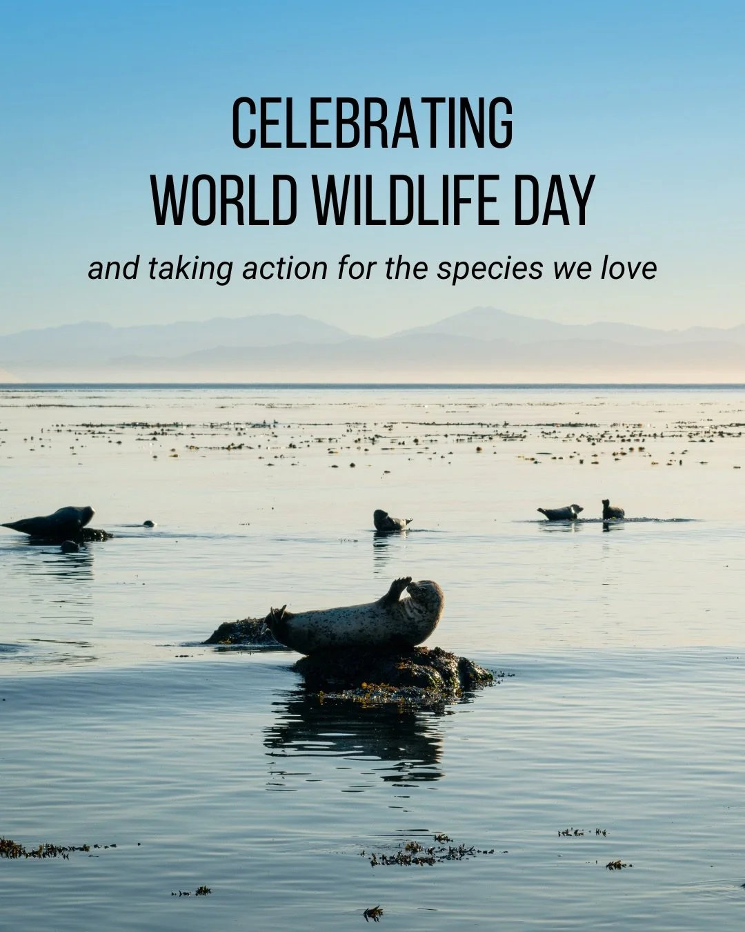 Happy World Wildlife Day 🦦🐋🦀🐙🐬🦭

Wildlife is an inherently valuable, beautiful, and critical part of the web of life on our blue planet. Wildlife also instructs our humanity and societies, and holds infinite wisdom for navigating our thorny pat