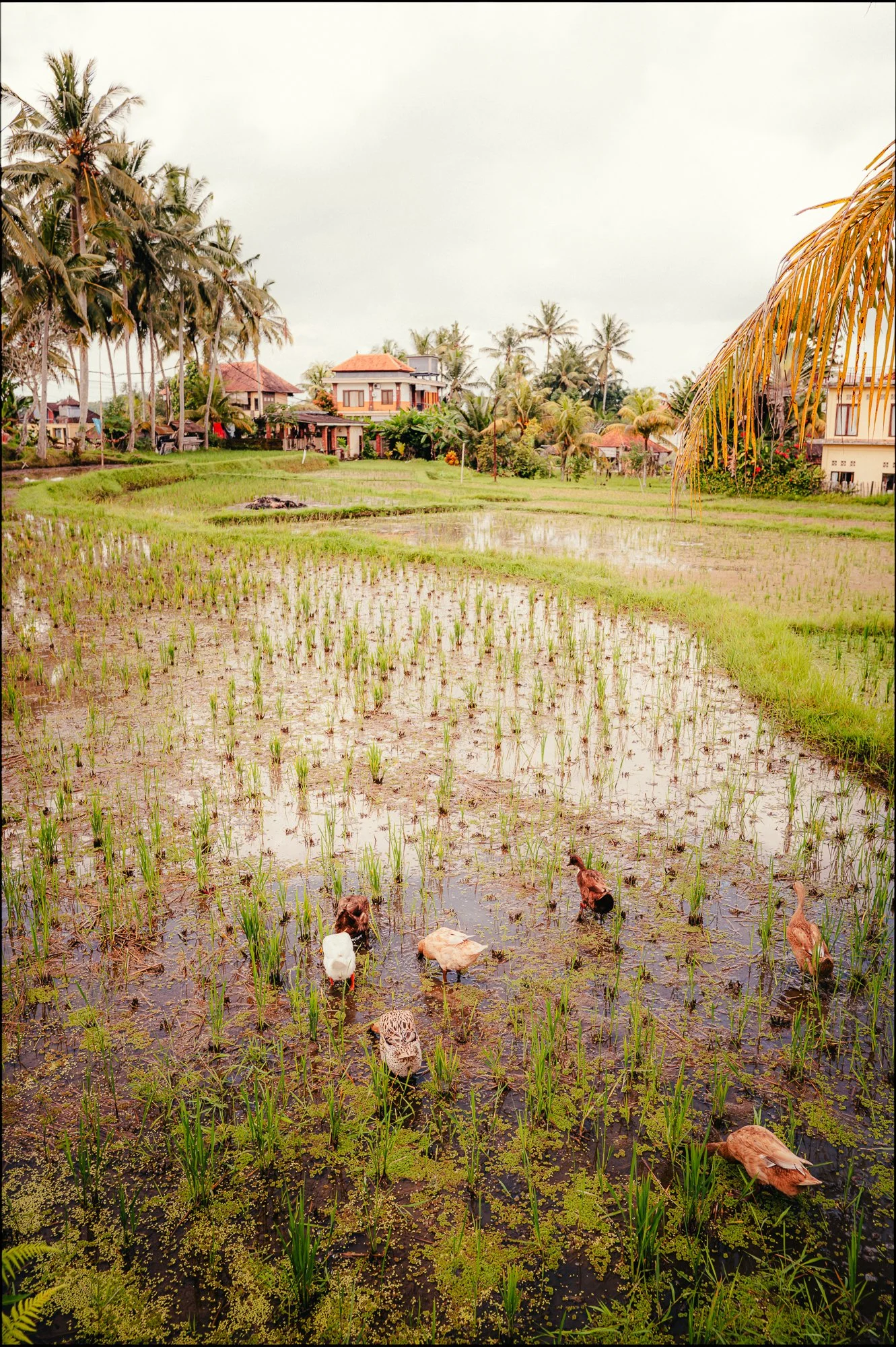 Bali-15.jpg