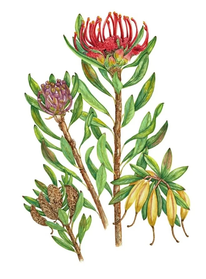 Tasmanian Waratah