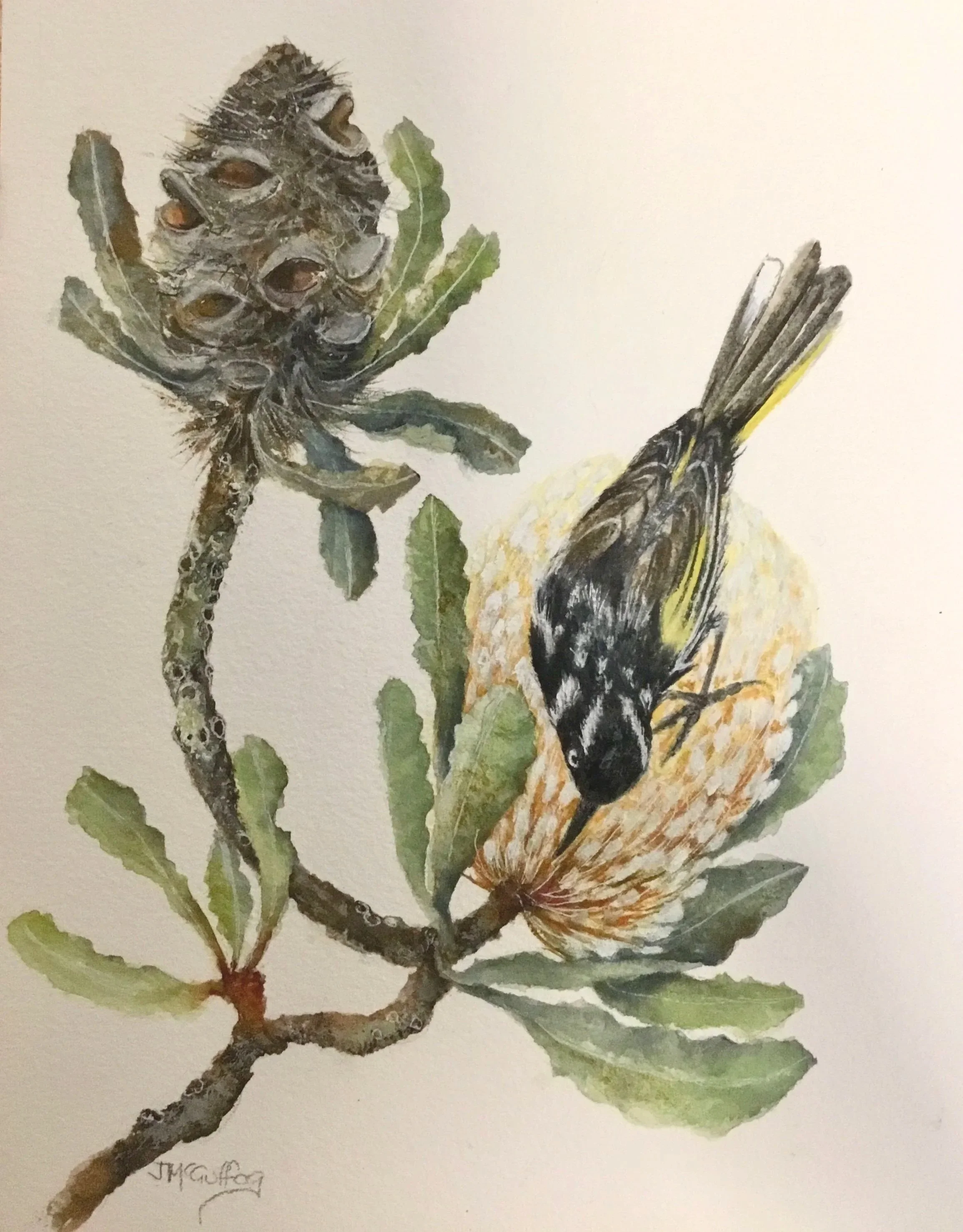 New-Holland honeyeater in banksia
Framed watercolour
350mm x 450mm