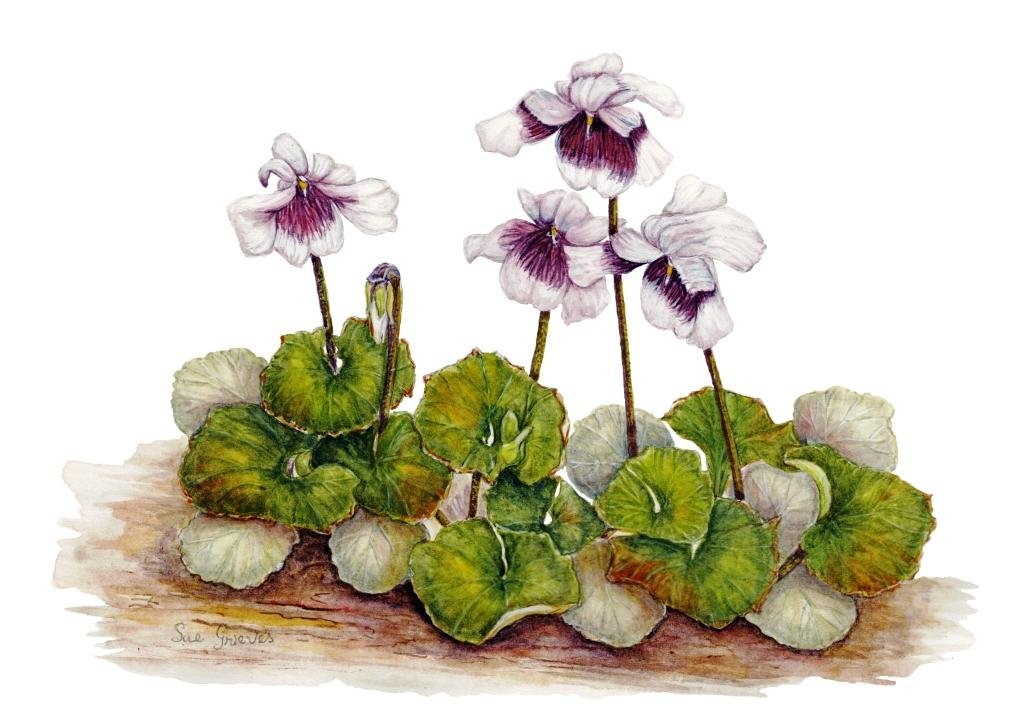 Native Violets