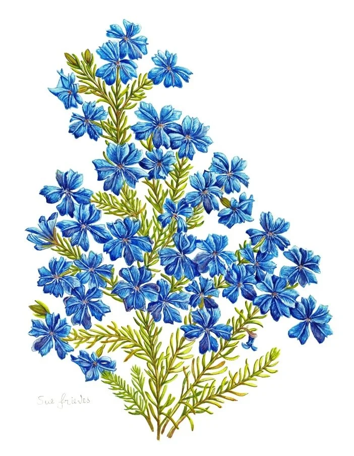 Leschenaltia biloba
