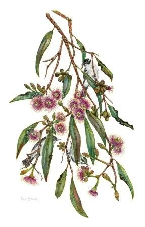 Eucalyptus albopurpurea - Port Lincoln Mallee framed watercolour 45cms x 57cms