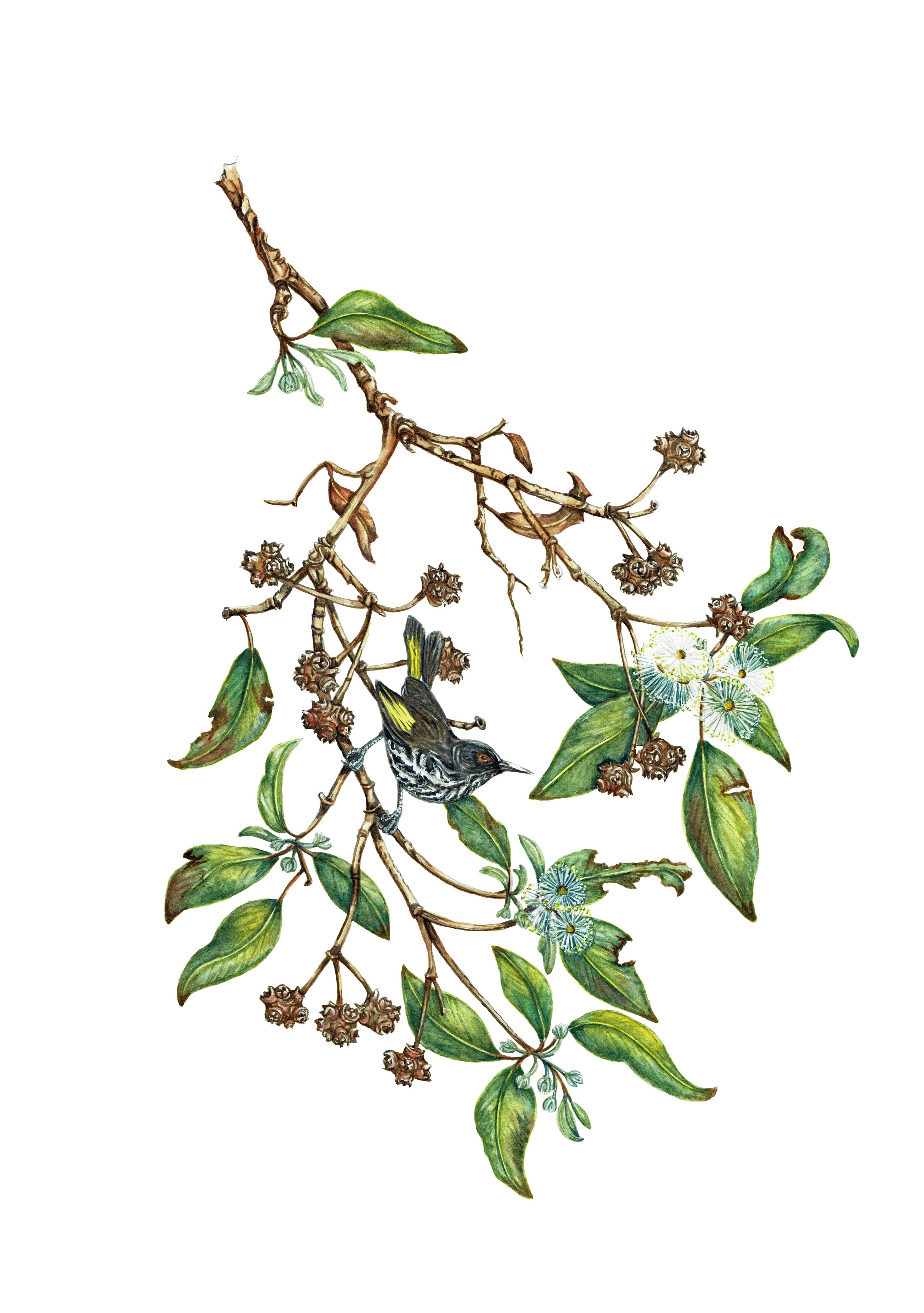 Syncarpia glomulifera - Turpentine Tree - Framed watercolour 54 x 43 cms