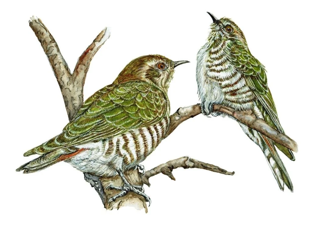 Horse field's bronze cuckoo