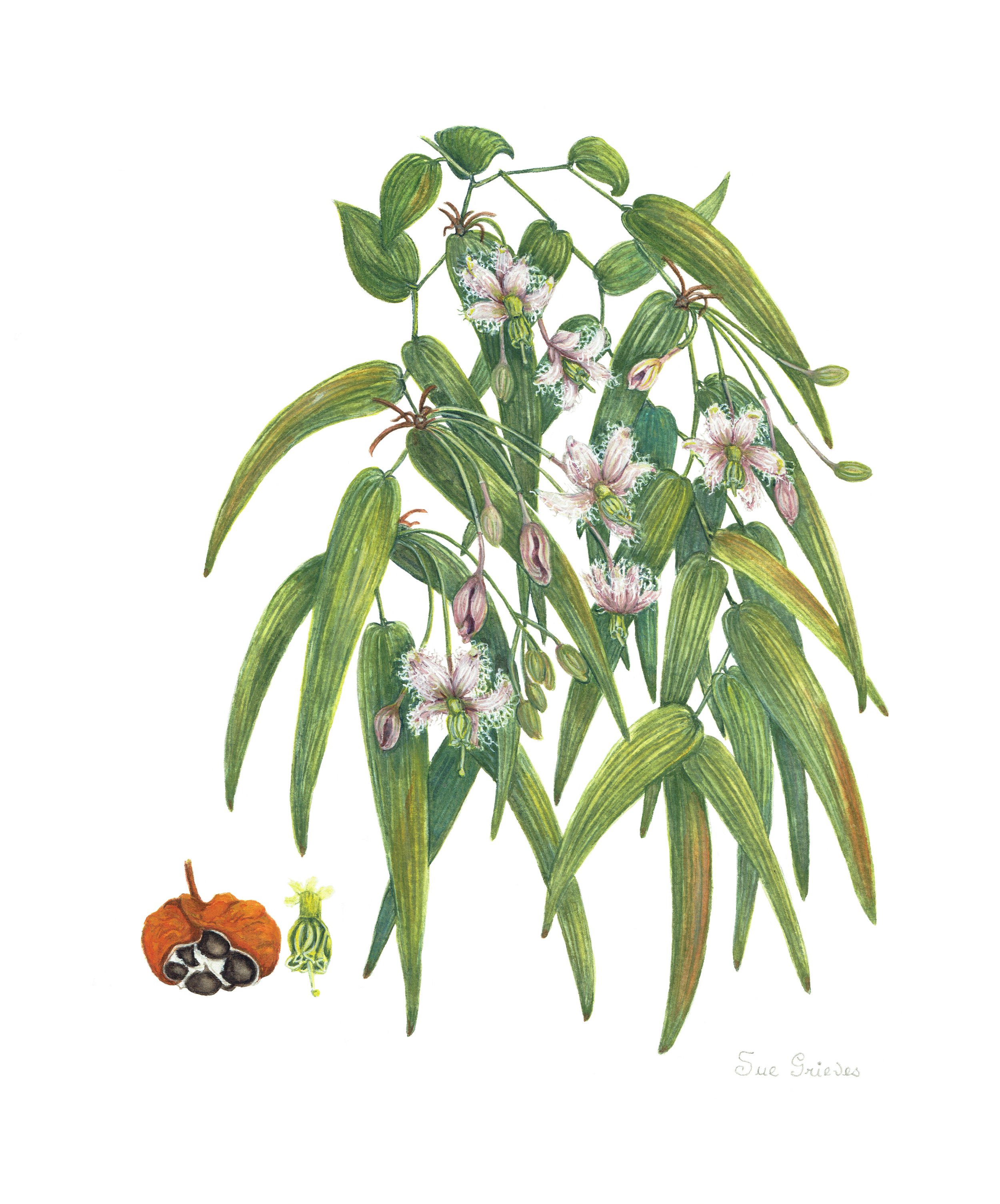Eustrephus latifolius - wombat berry Framed watercolour 40w x 44 cms h