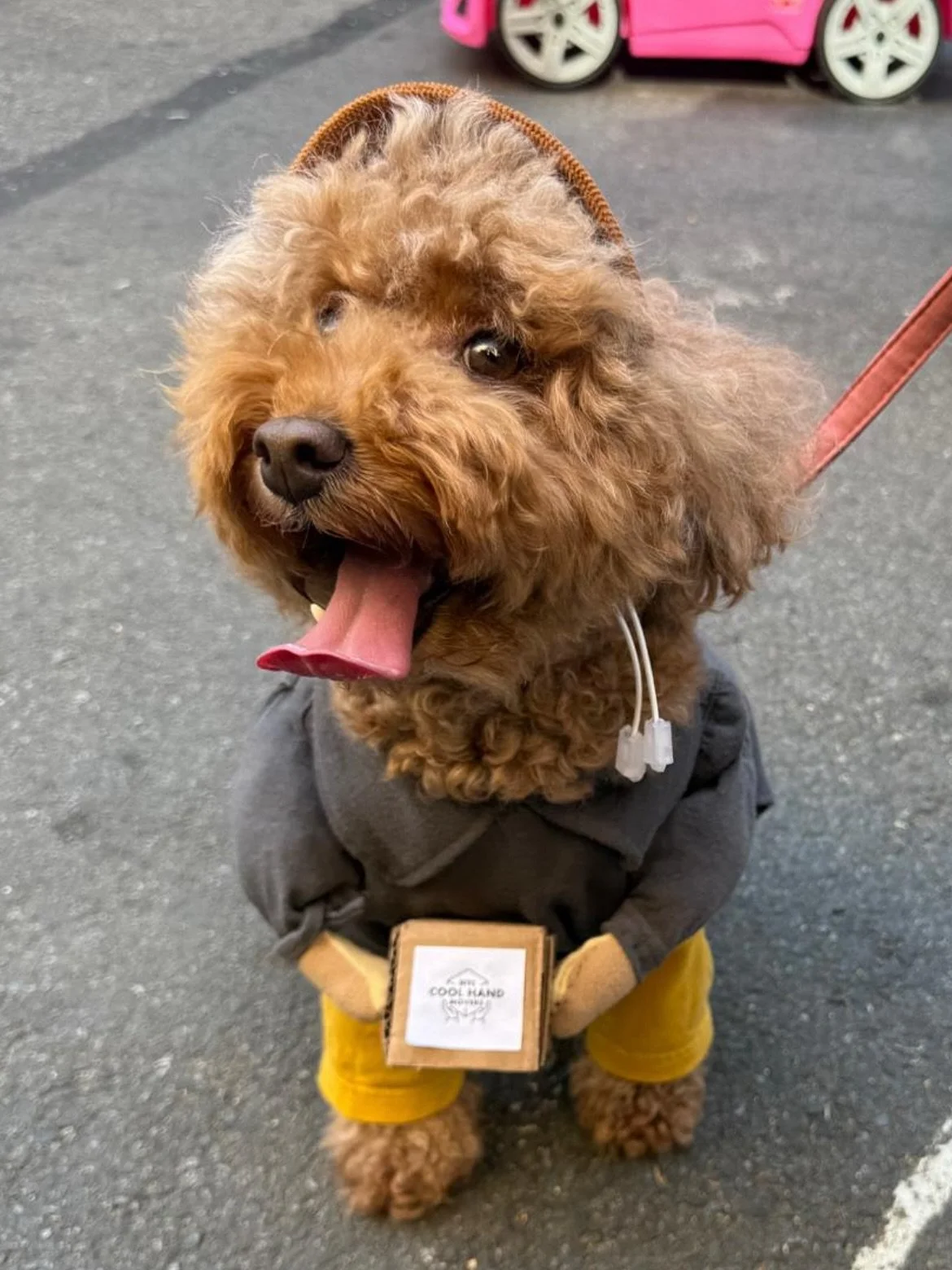 Thanks to our team member, Ruben, for sharing these amazing pics of his dog, Zuzu, dressed as a Cool Hand Mover at the Tompkin&rsquo;s Square Halloween Dog Parade! 🐶👻