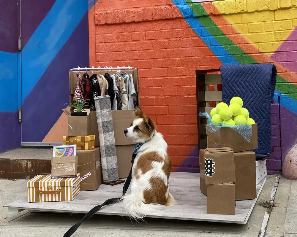 Very Good Dog Starfox Moving with Cool Hand Movers