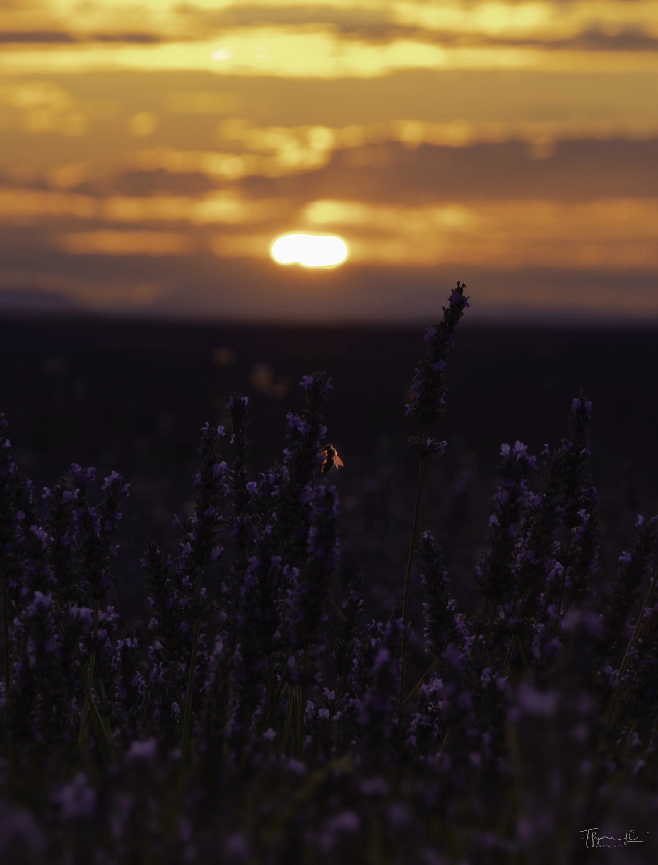 Lavender Honey.jpg