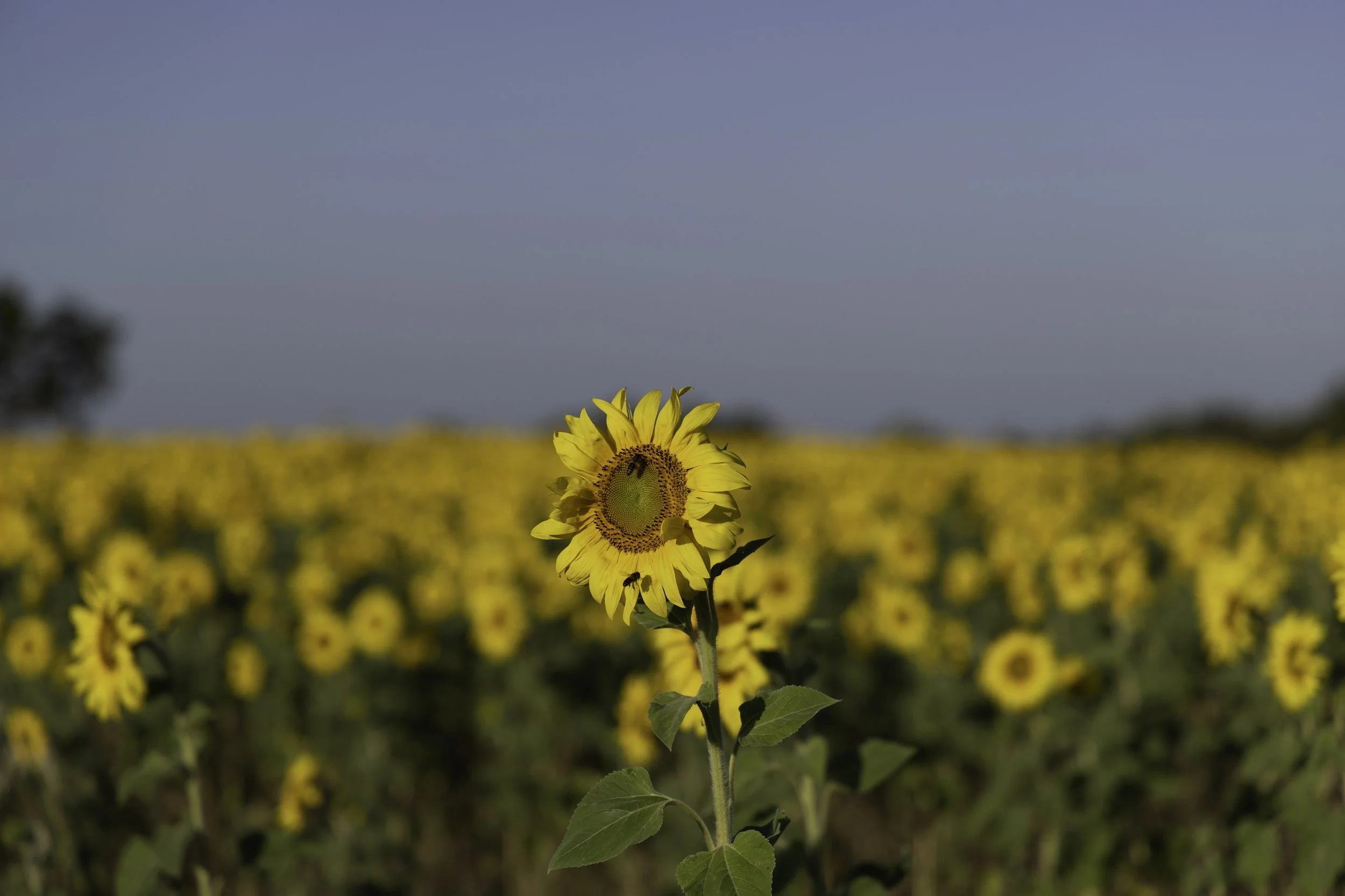 Sunflower 01.jpg