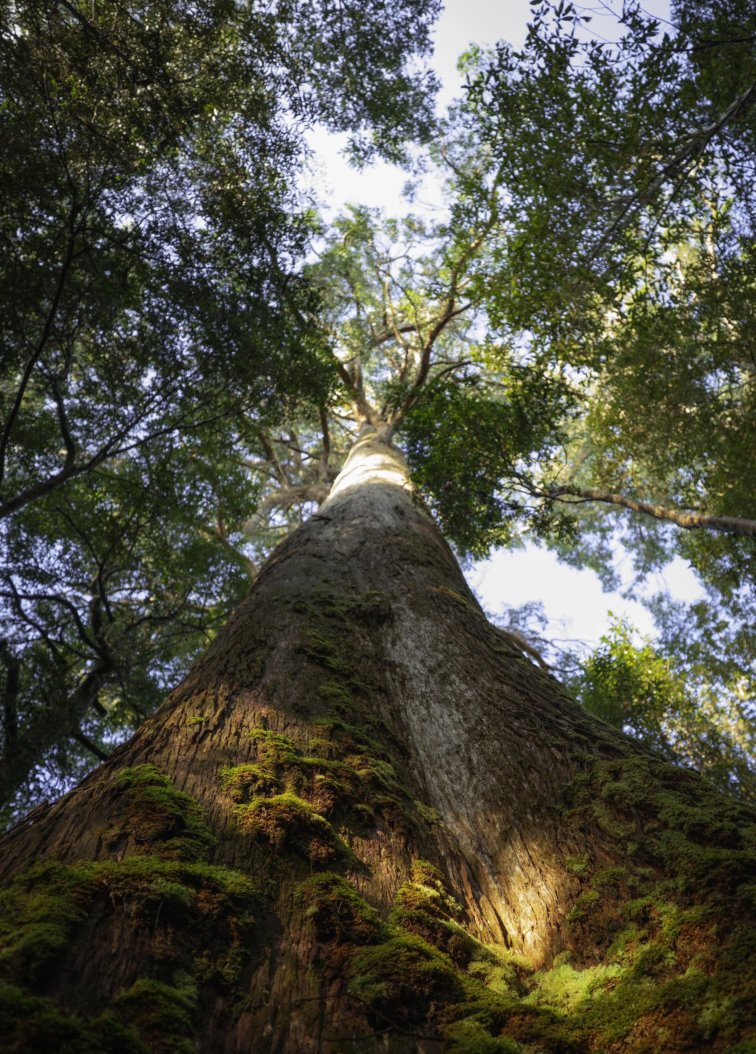 Tas Tree.jpg