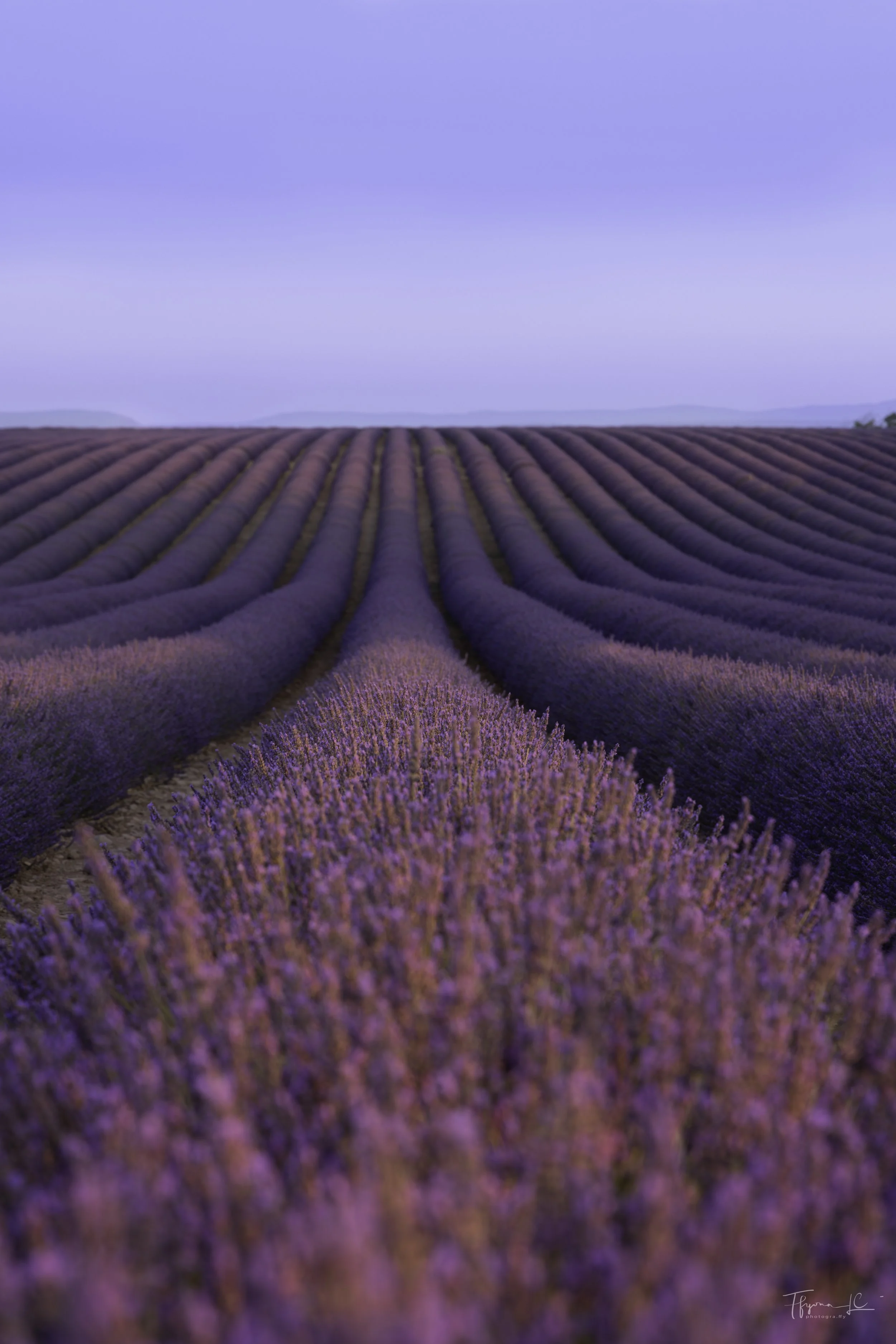 Lavender Sunrise 1.jpg