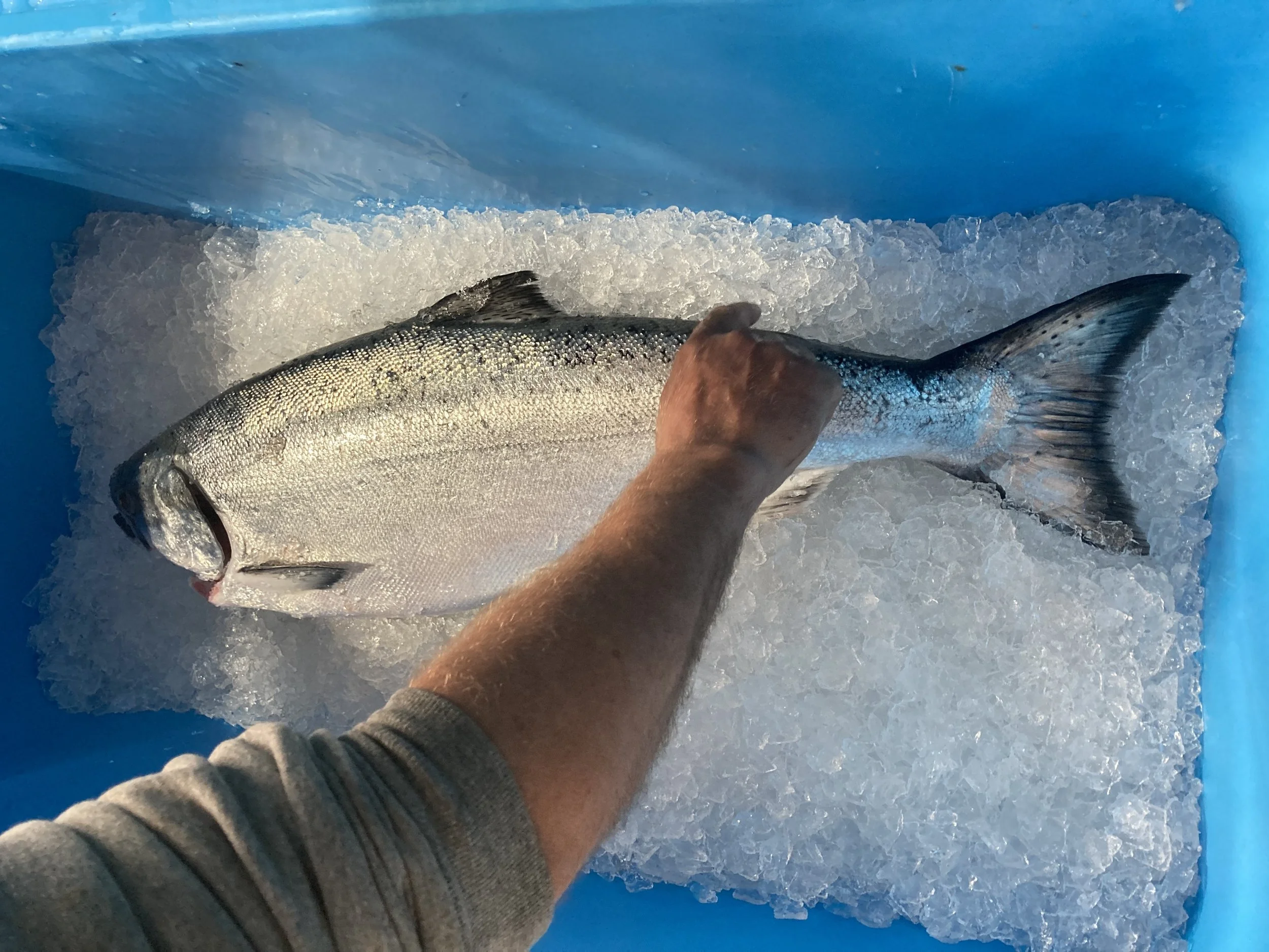 Rising fuel costs ripple through Northwest’s fishing industry
