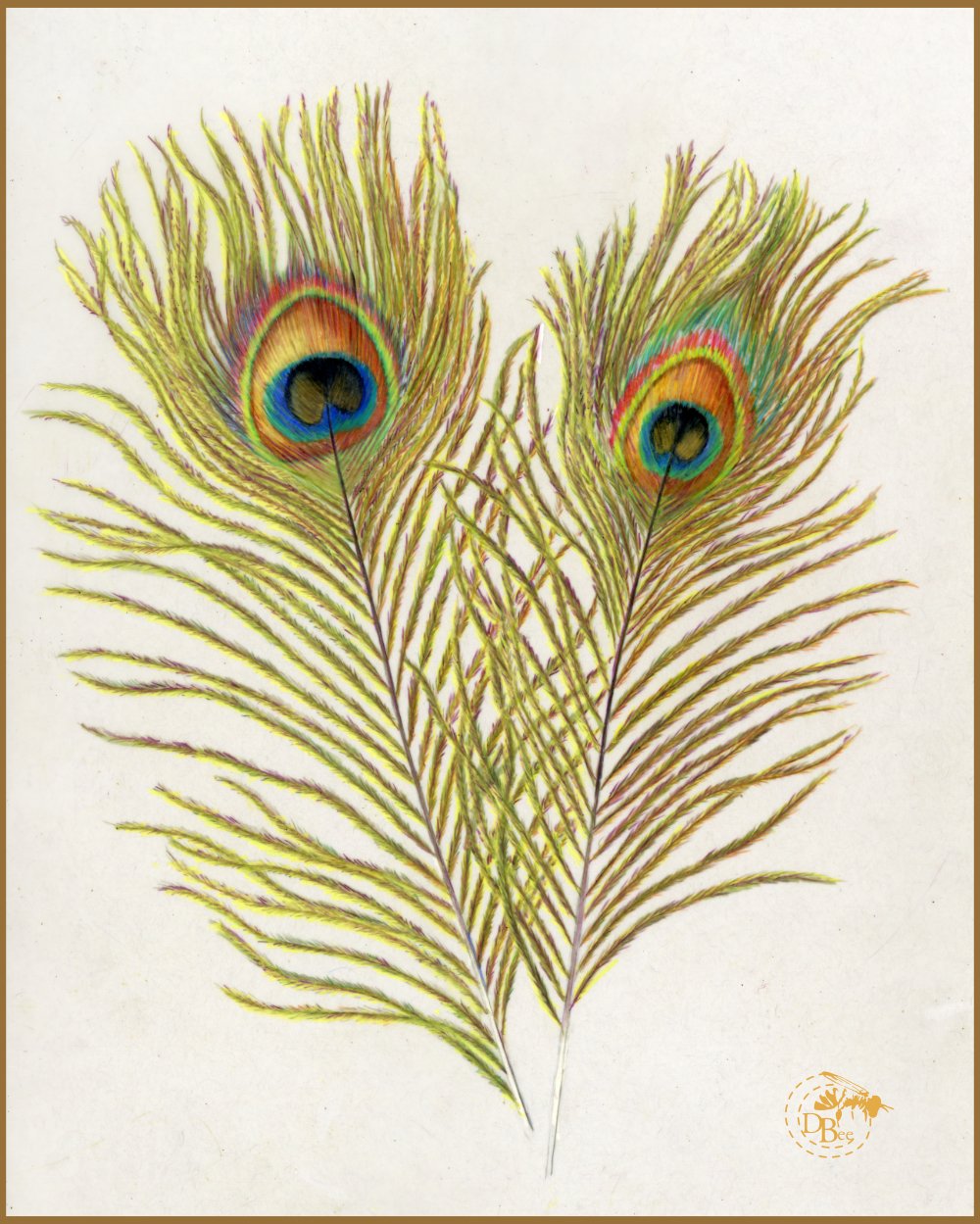 Peacock Feathers20220531.jpg