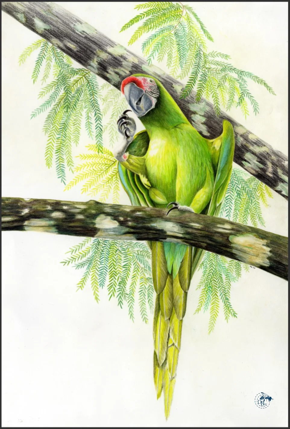 Green Macaw-rdcd.jpg
