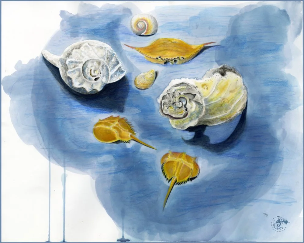 Aquatic Shore1.jpg