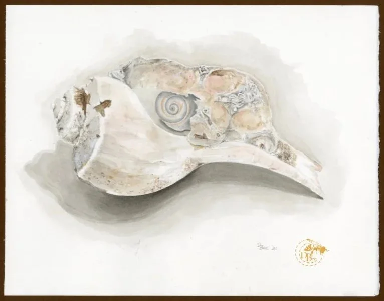 Shell+innards-logo.jpg