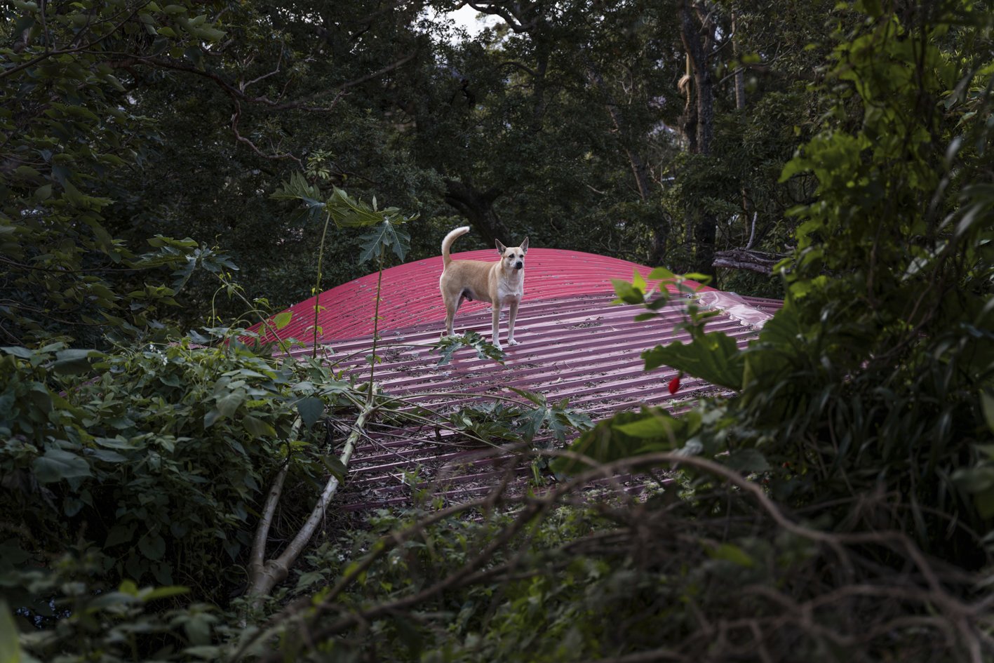 Taiwan between Dog and Wolf (22).jpg