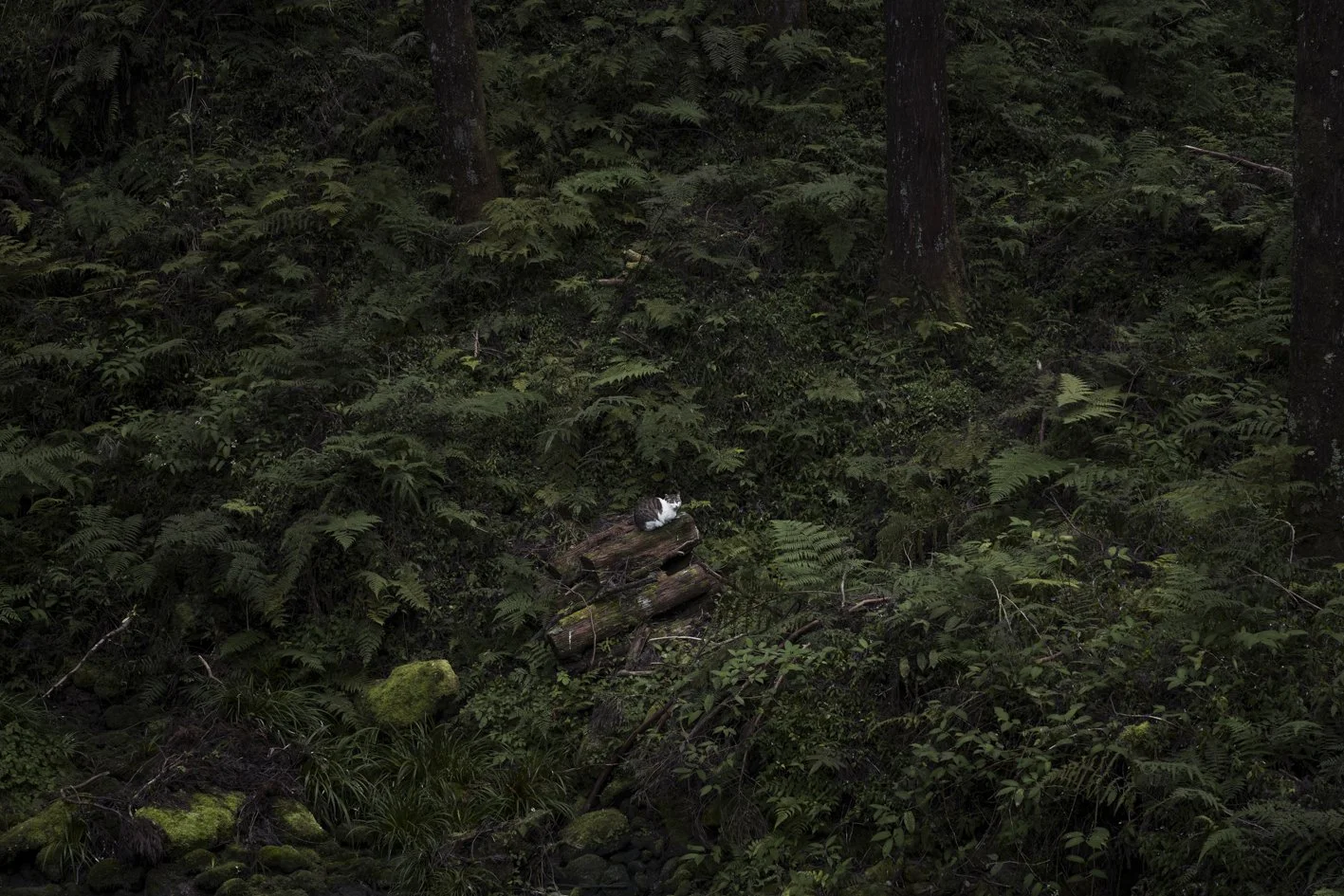 Taiwan between Dog and Wolf (10).jpg
