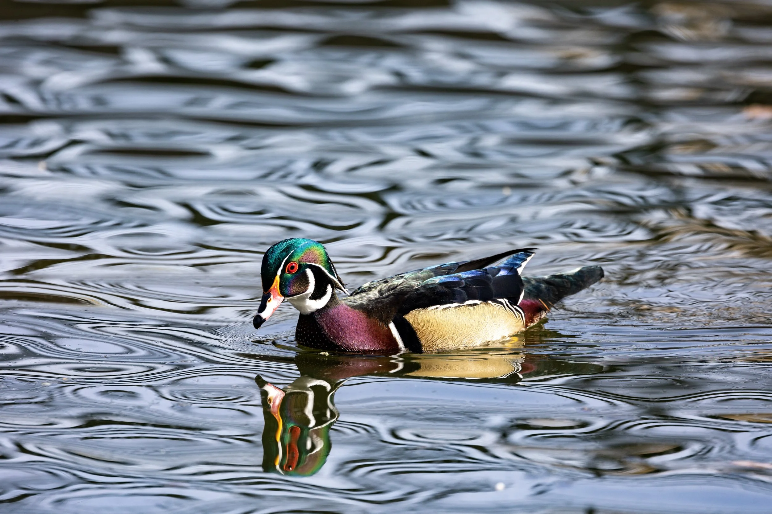 abq zoo duck pond.jpg