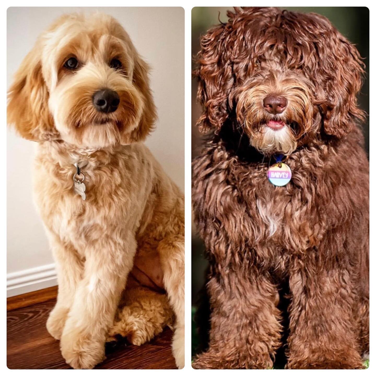 Honeymoon announcement!! ❤️😍 So excited to announce our beautiful @willow_wooo had a date at QVS this weekend with @belloui_labradoodles handsome boy Harvey. Harvey is a gorgeous 9kg chocolate miniature Labradoodle. 
Willow is a golden 12kg miniatur