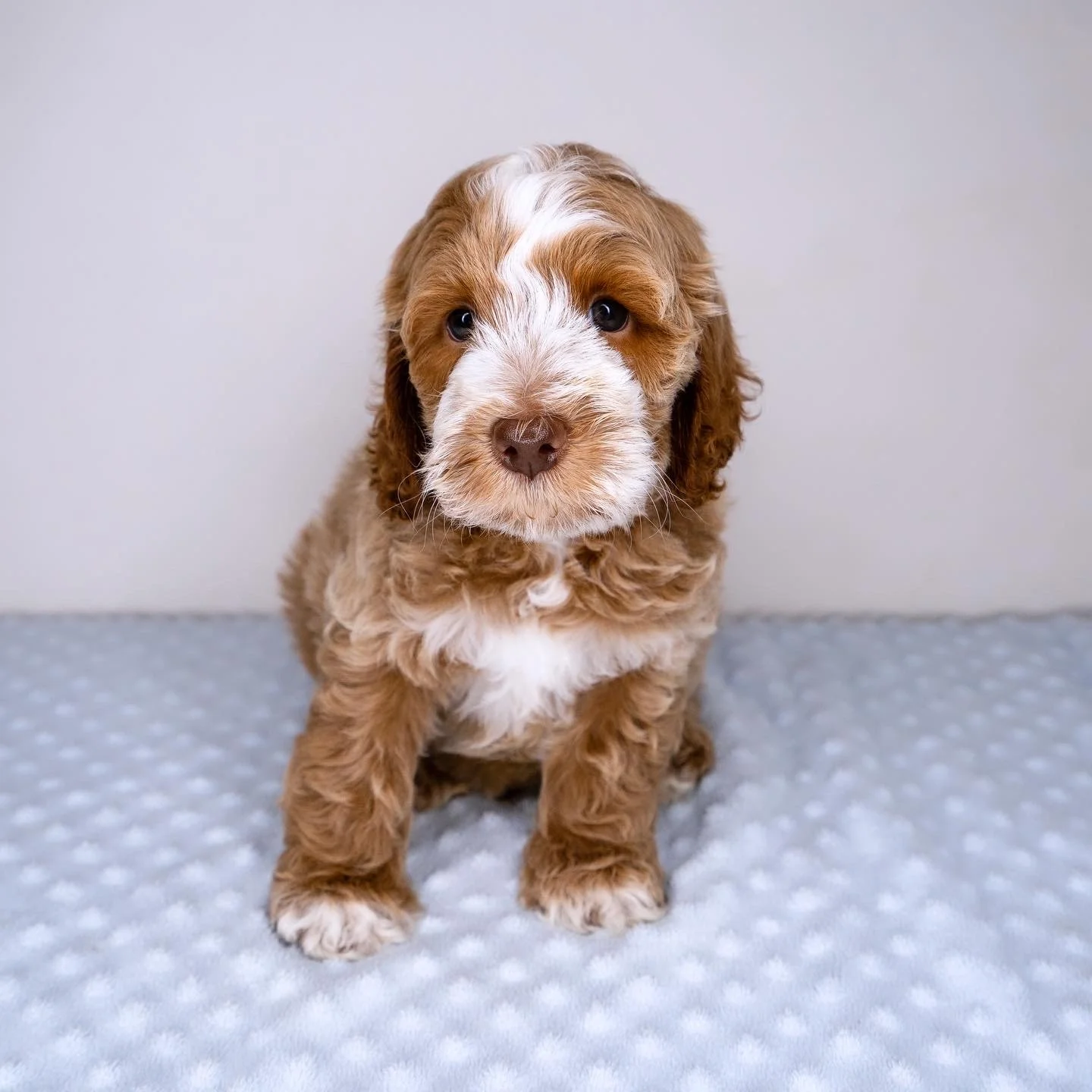 Website photo Link.JPG