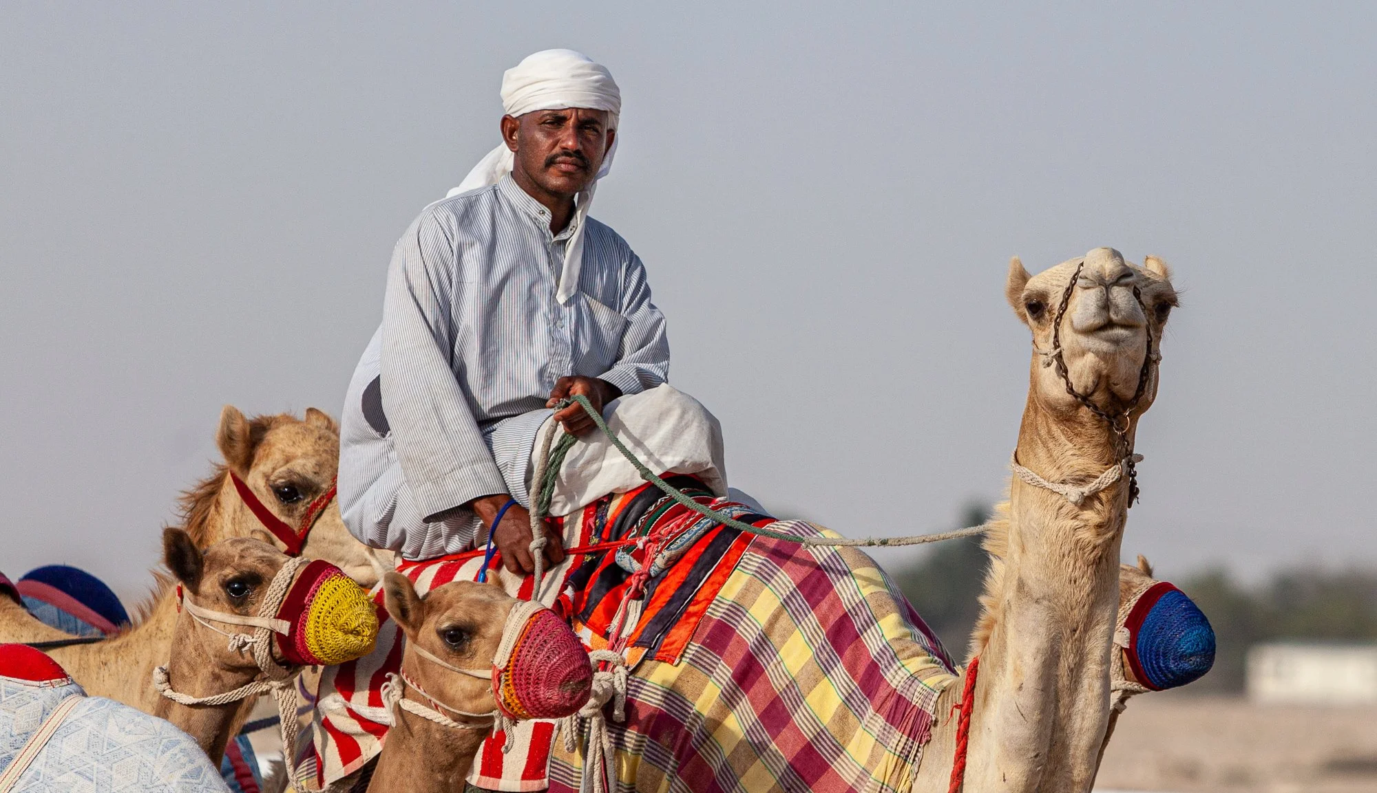 travel-editorial-photography-qatar-camels.jpg