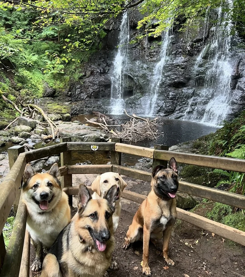 Three dogs sitting calmly on a footbridge by a waterfall