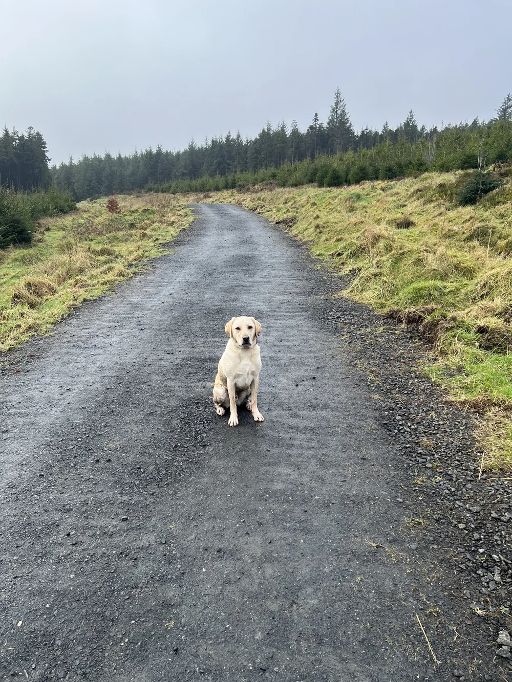 Labrador holding a stay on a country lane, off lead
