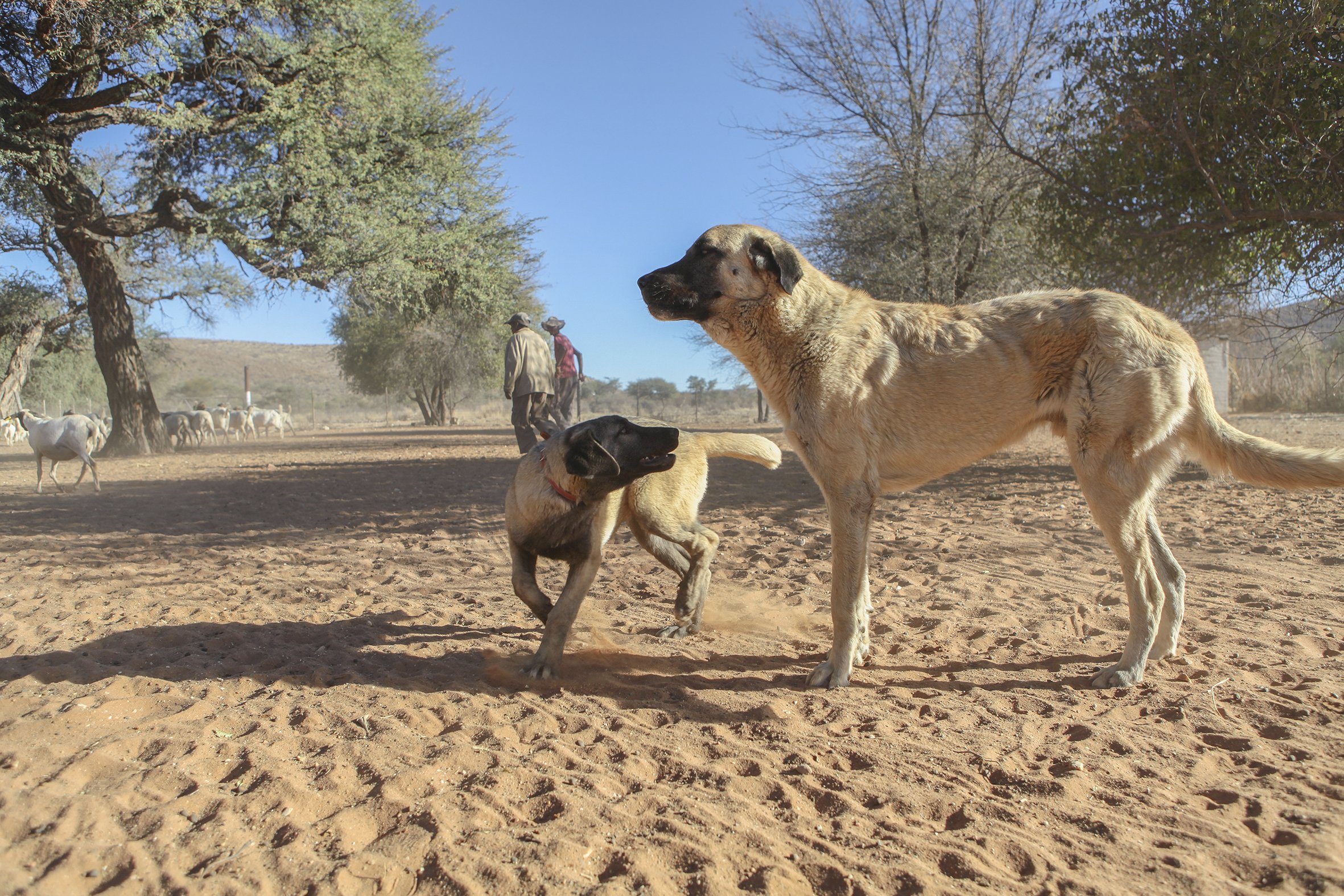 Four month old Nussie works with Bonzo as part of her training.