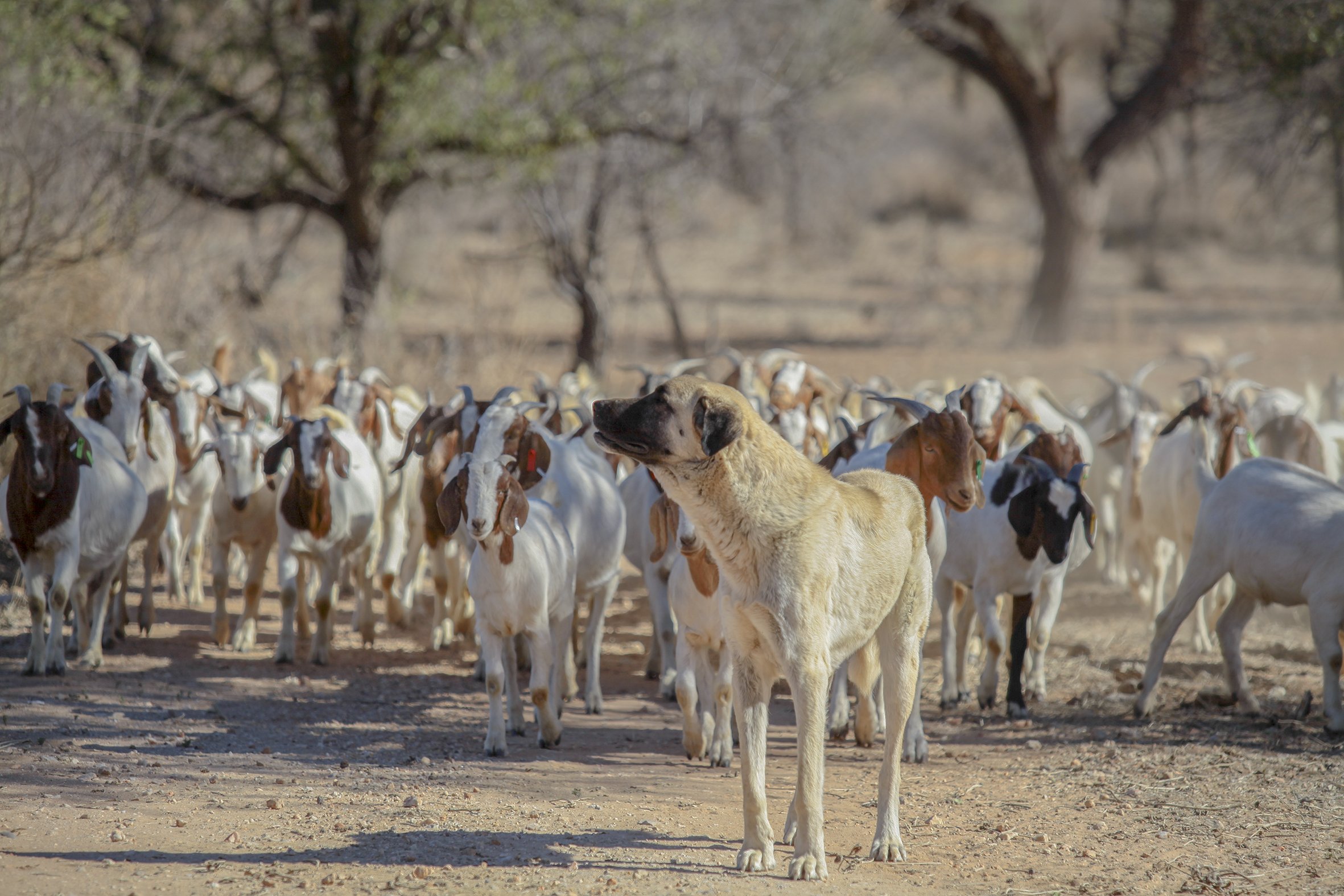 Bonzo, keeps an eye out for predators while herding the goats.