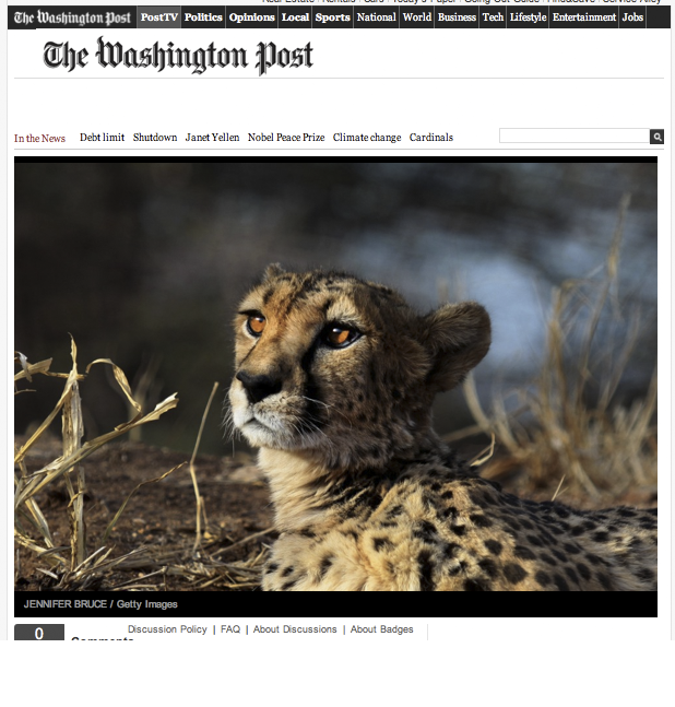 Cheetah WP copy.png