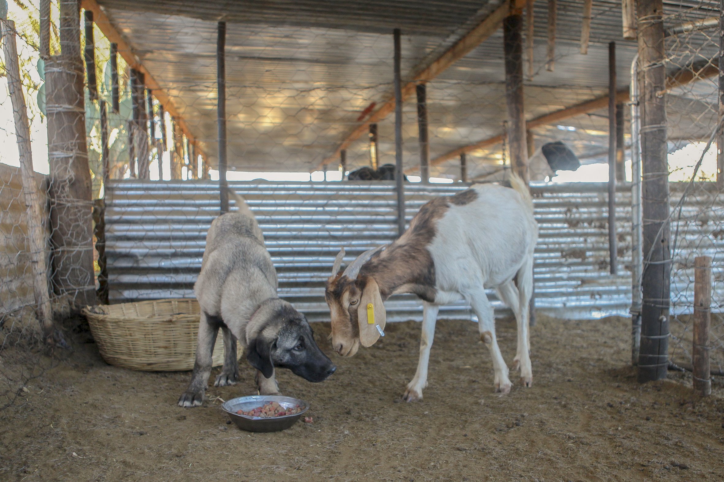 A goat investigates Nussie's food bowl.
