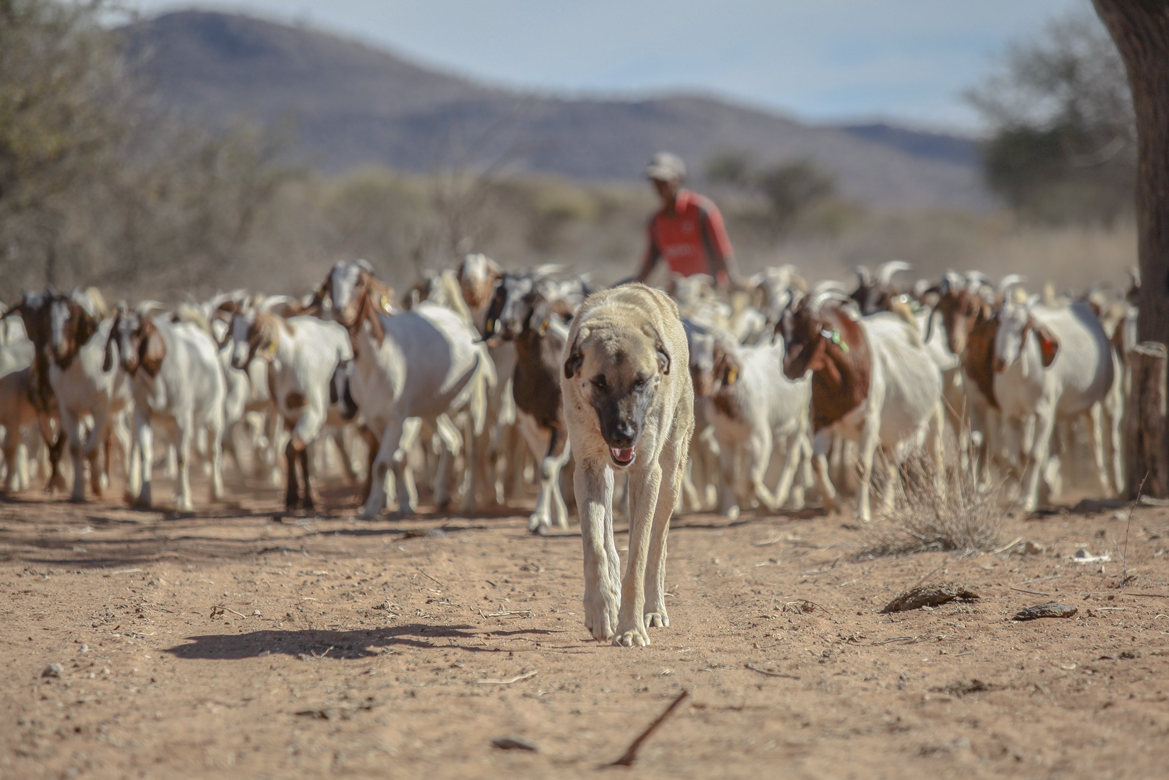 Anatolian shepherd dog Bonzo leads a herd of goats on Retha's farm near Dordabis in Central Namibia.