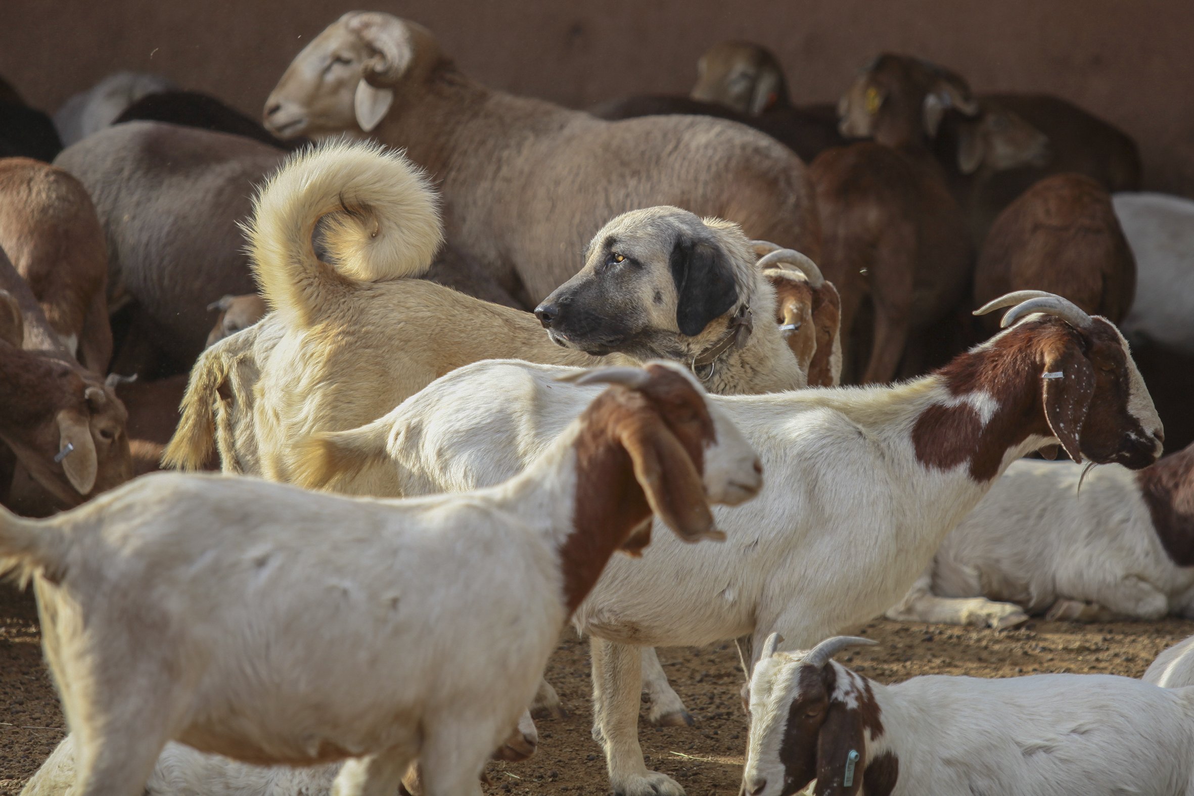 The Cheetah Conservation Fund breeds, trains and places Livestock Guarding Dogs with Namibian farmers, working with farmers throughout the dog’s career.