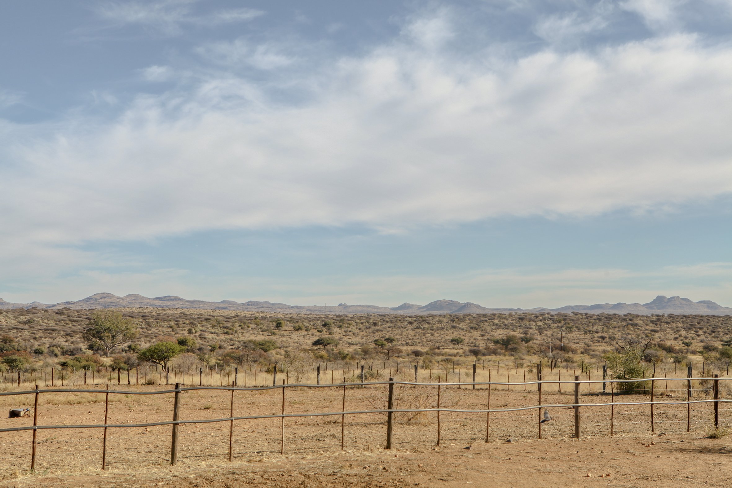 Cheetahs hunt by day and exist mainly on open farmlands, so they are at a greater risk for conflict with livestock farmers than other large carnivores.