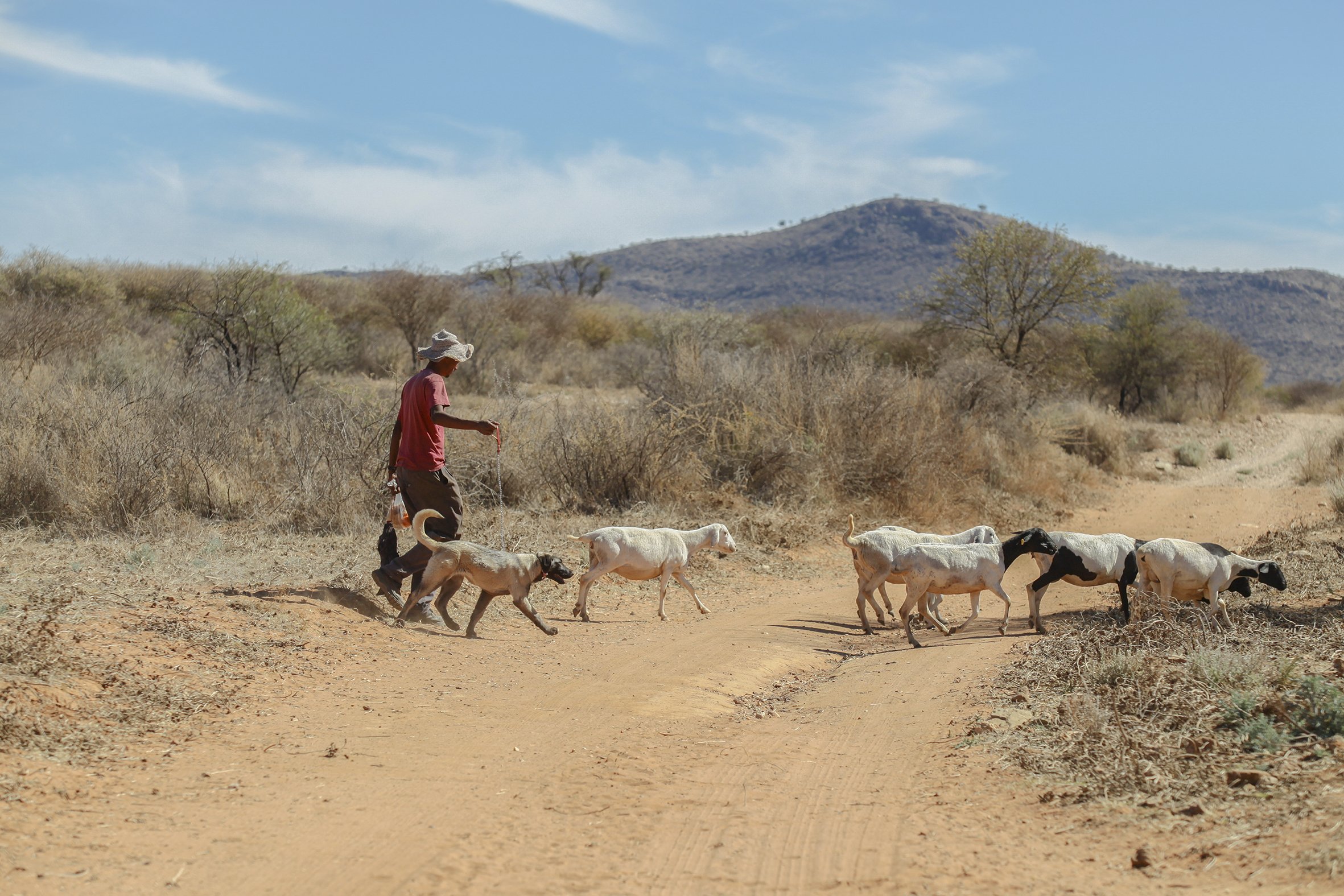 Anatolian Shepherd puppy Nussie, remains on a lead during her training as a second guard dock for the livestock.