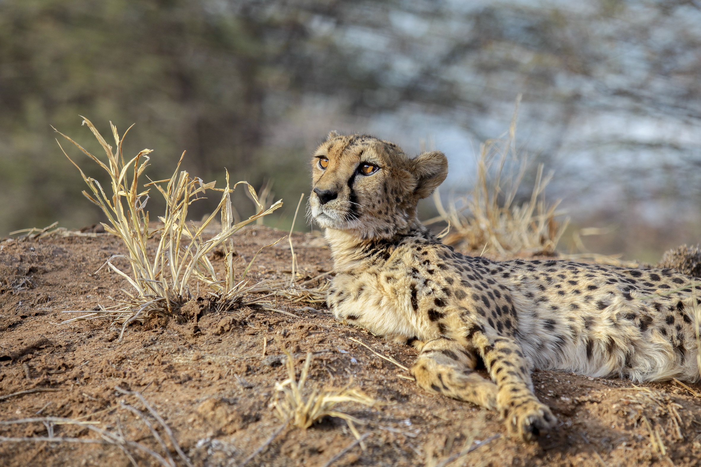 Over the past 25 years, 634 CCF Livestock Guarding Dogs were placed across Namibian farmlands significantly reducing the use of lethal control methods against predators.