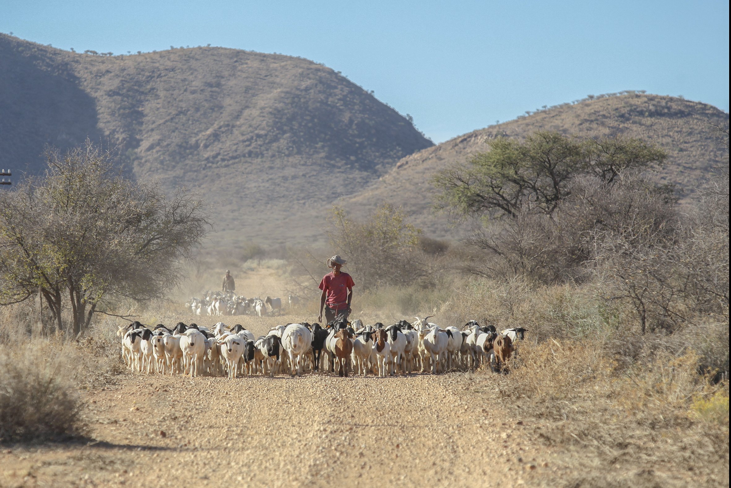 Farm worker Theo Awochab walks with a herd of goats on Retha Joubert's farm near Dordabis in Central Namibia. Retha's farm is part of the CCF's Livestock Guarding Dog programme.
