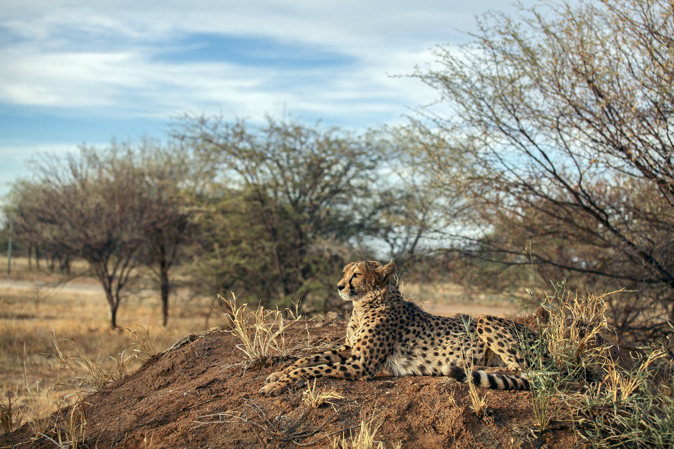 A cheetah lies on a mound of earth at the Cheetah Conservation Fund (CCF) centre in Otjiwarongo, Namibia.