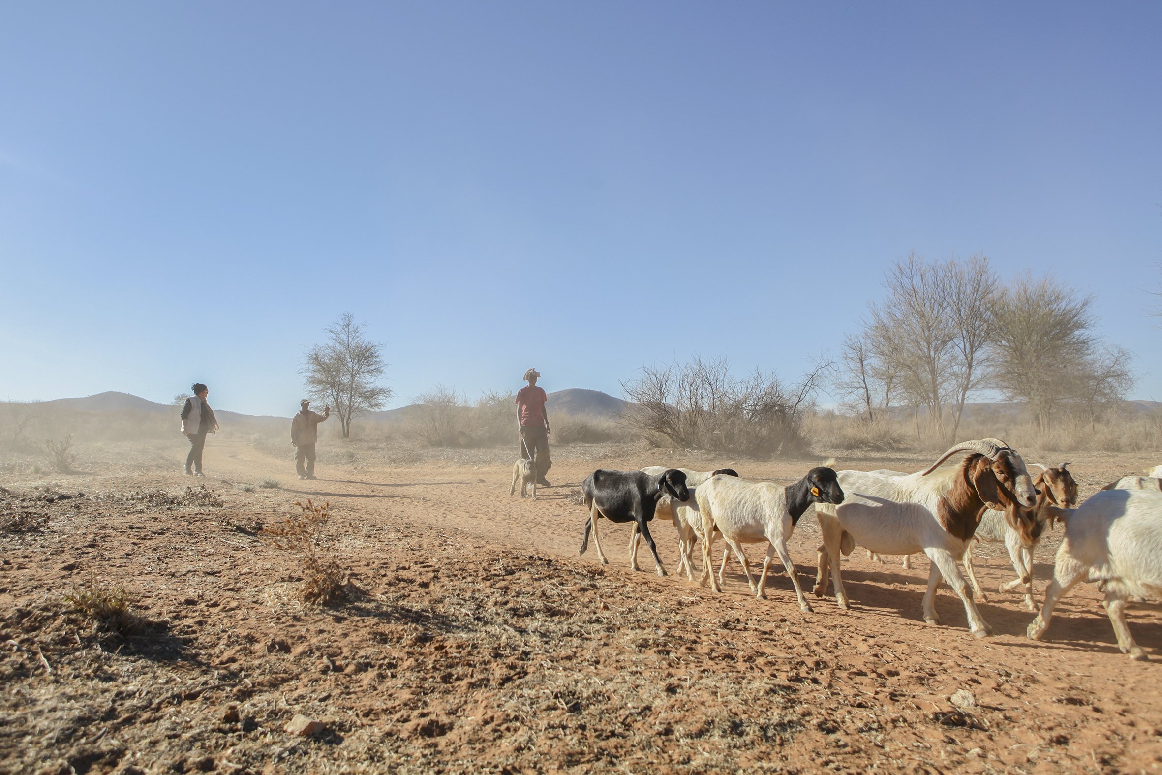 The goats and shepherds return home after a day of grazing.
