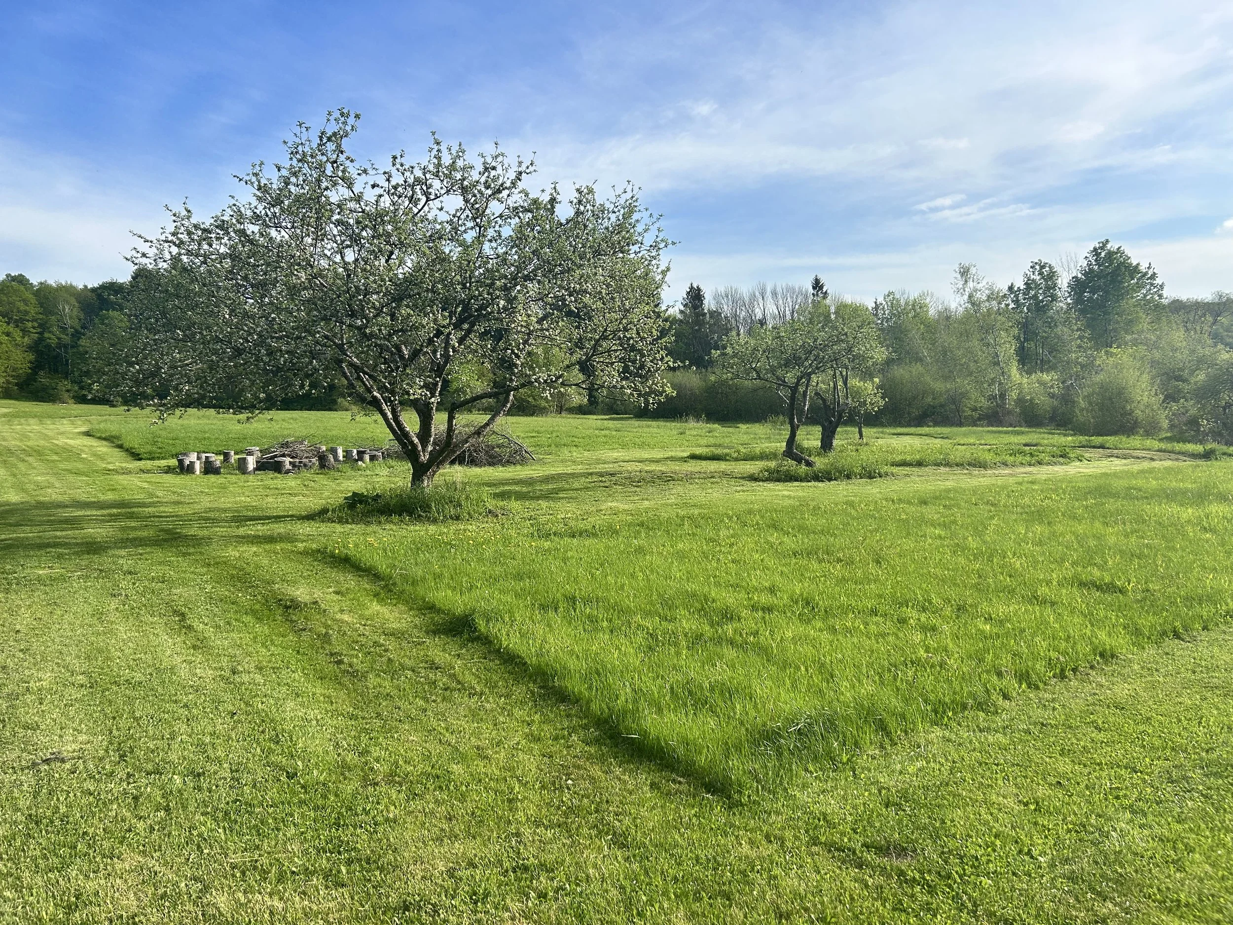 A lush green field with two trees, one in the foreground and one further back, under a partly cloudy blue sky, with a line of trees in the distance.